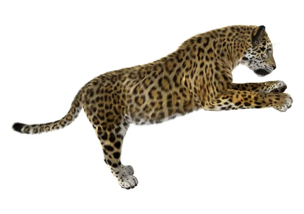 Великі кішки Jaguar — стокове фото