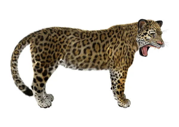 Grande gato jaguar — Fotografia de Stock