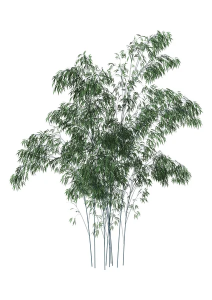 Бамбуковые деревья — стоковое фото