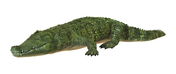 Crocodilo — Fotografia de Stock