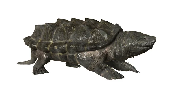 Alligator brekende schildpad — Stockfoto