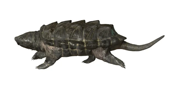 Alligator schnappt Schildkröte — Stockfoto