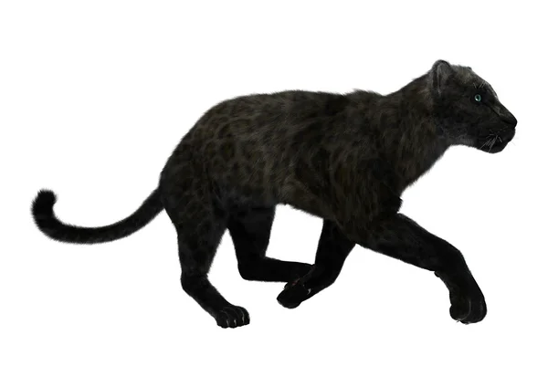 Grande gato preto pantera — Fotografia de Stock