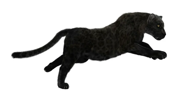 Big Cat Black Panther — Stock Photo, Image