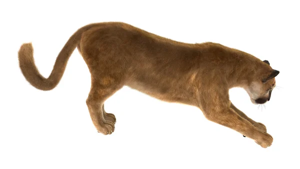 Μεγάλη γάτα Puma — Φωτογραφία Αρχείου