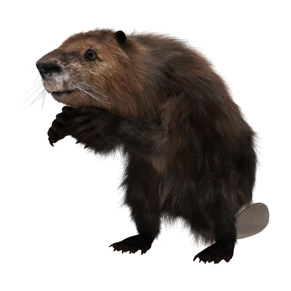 Beaver — Stockfoto