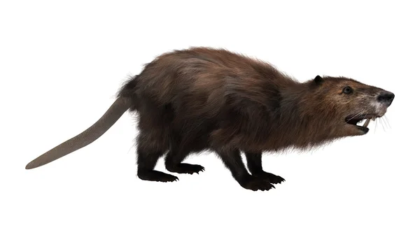 Beaver — Stock Photo, Image