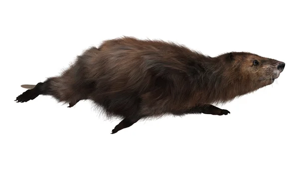 Beaver — Stock Photo, Image