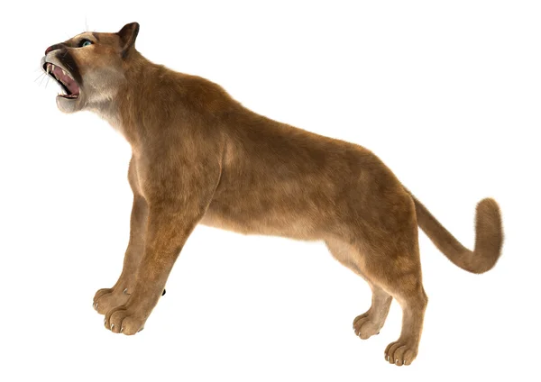 大猫美洲狮 — 图库照片