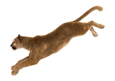 Büyük kedi Puma