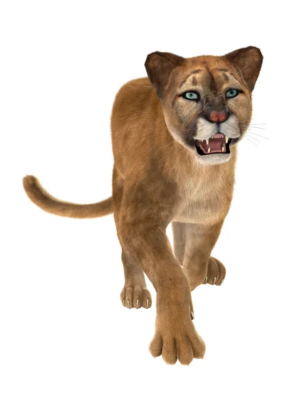 Stor katt Puma — Stockfoto