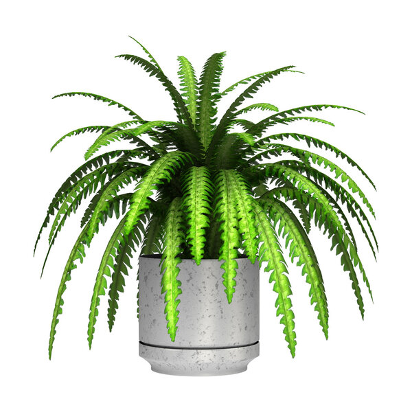 Boston Fern