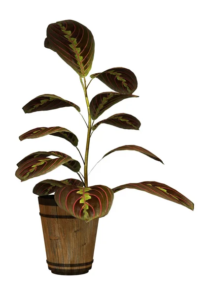 Prayer Plant — Stock Photo, Image