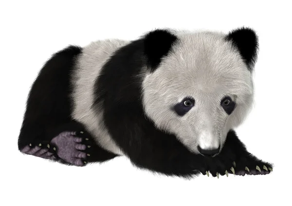 Panda medve Cub — Stock Fotó