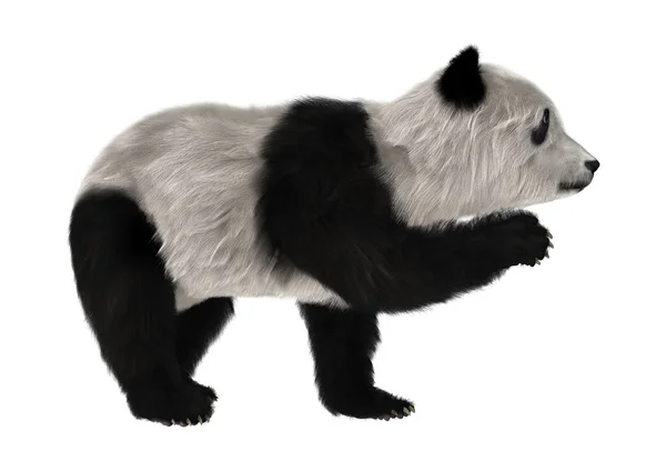 Cucciolo d'orso panda — Foto Stock