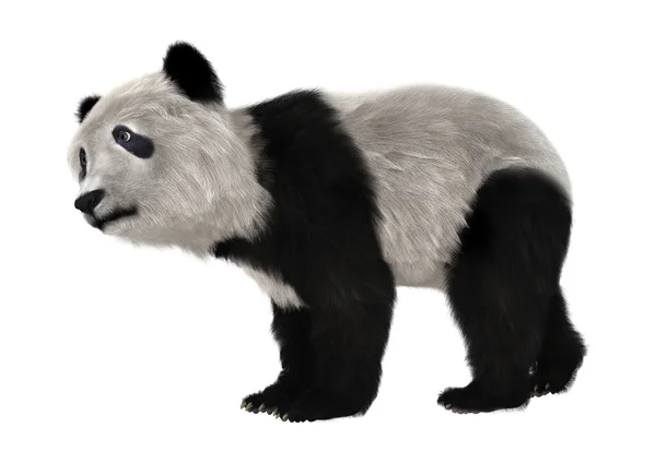 Panda oso cachorro — Foto de Stock