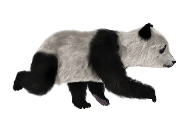 Cucciolo d'orso panda — Foto Stock