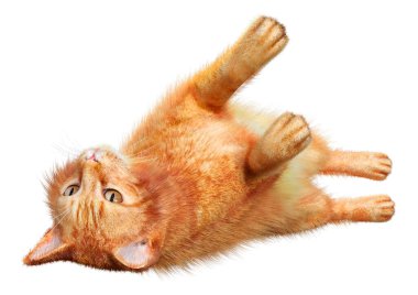 Beyaz arkaplanda izole edilmiş bir kırmızı kedinin 3B görüntülemesi