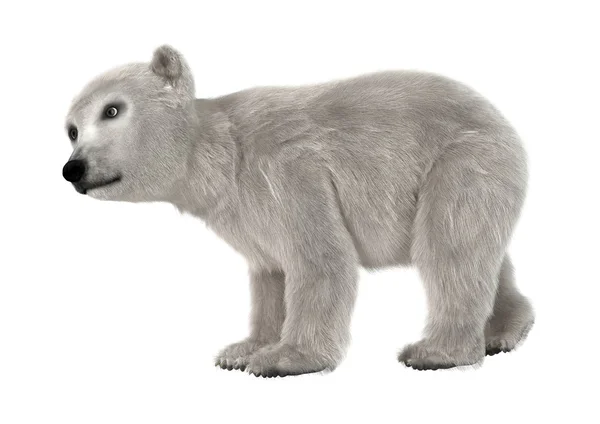 Cub πολική αρκούδα — Φωτογραφία Αρχείου