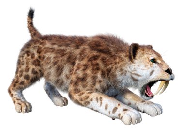 Üç boyutlu bir kılıç dişli kaplan bembeyaz arka planda izole edilmiş.