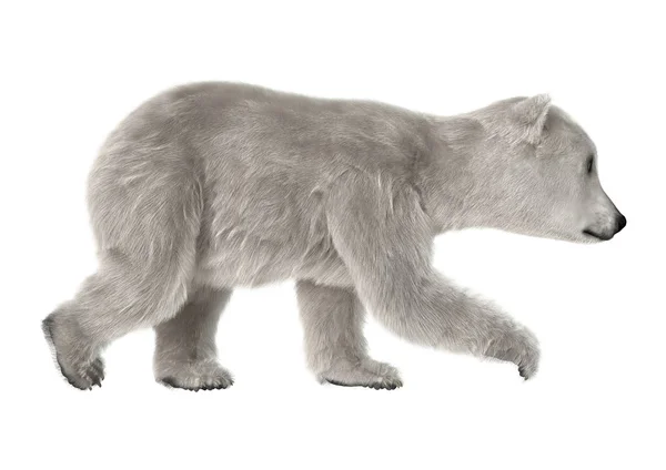 Cachorro oso polar — Foto de Stock