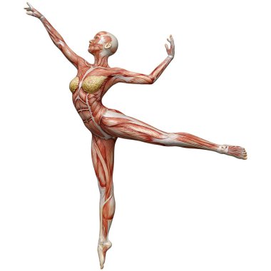 Beyaz arka planda izole edilmiş kas haritaları olan üç boyutlu bir kadın figürü