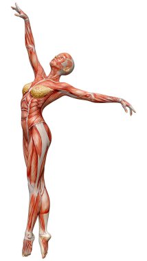 Beyaz arka planda izole edilmiş kas haritaları olan bir erkek figürünün 3 boyutlu görüntülenmesi