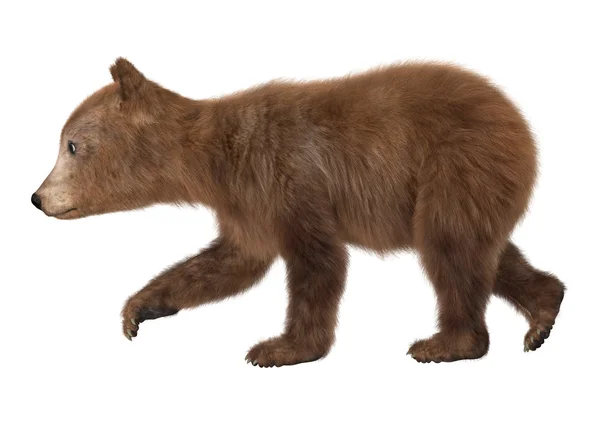 Cachorro oso marrón — Foto de Stock