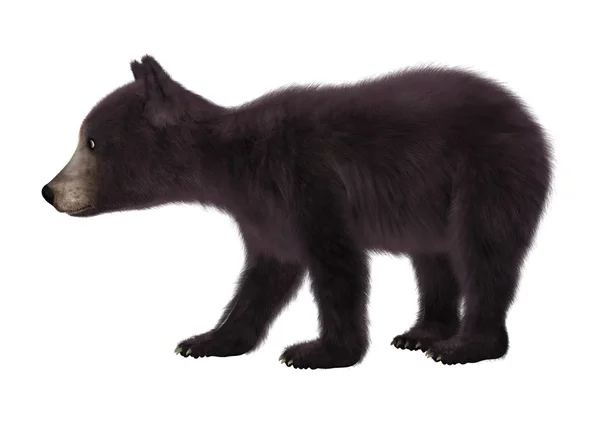 Cucciolo di orso nero — Foto Stock