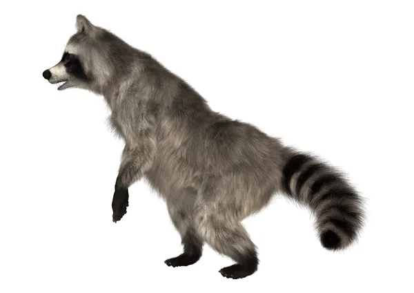 Waschbär — Stockfoto