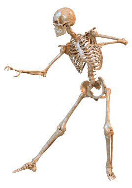 Beyaz arkaplanda izole edilmiş bir insan iskeletinin 3 boyutlu görüntülenmesi