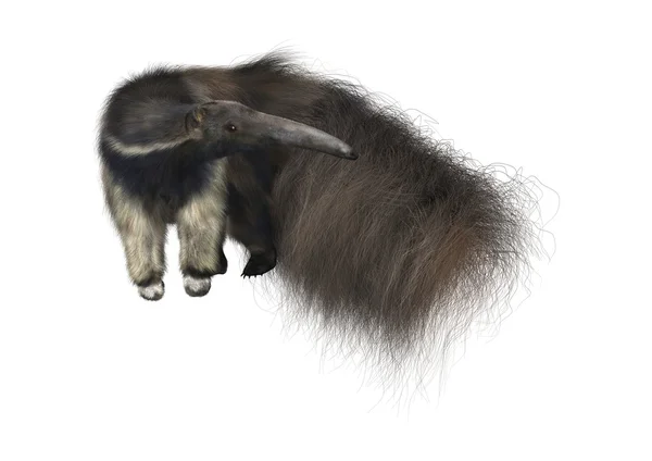 Giant Anteater — Stock Photo, Image