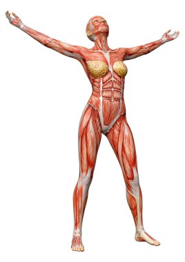 Beyaz arka planda izole edilmiş kas haritaları olan üç boyutlu bir kadın figürü