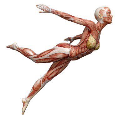 Beyaz arka planda izole edilmiş kas haritaları olan üç boyutlu bir kadın figürü