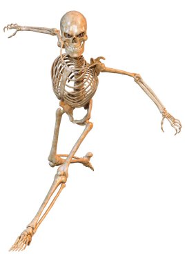 Beyaz arkaplanda izole edilmiş bir insan iskeletinin 3 boyutlu görüntülenmesi