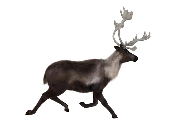 Caribou — Stock Photo, Image
