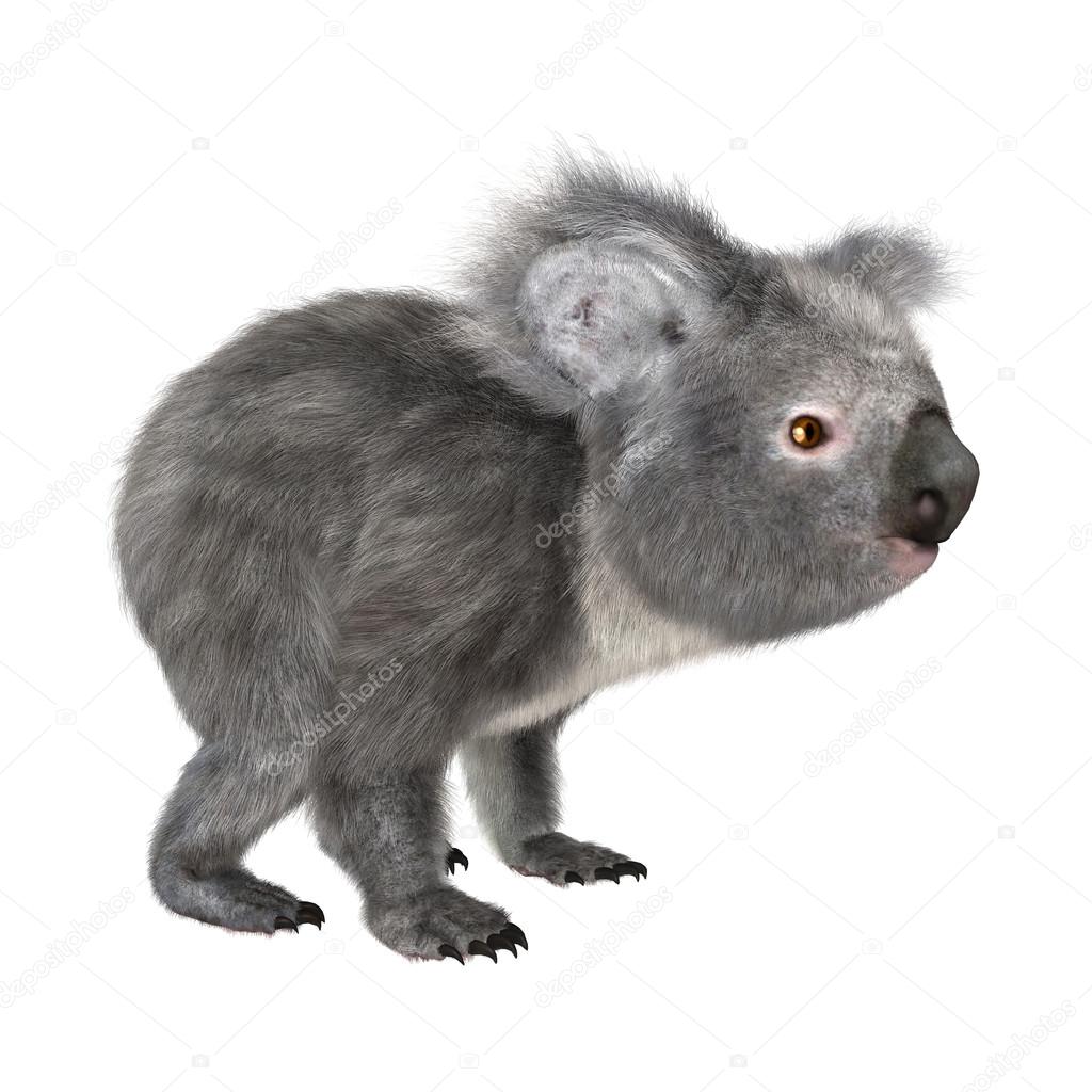 Koala