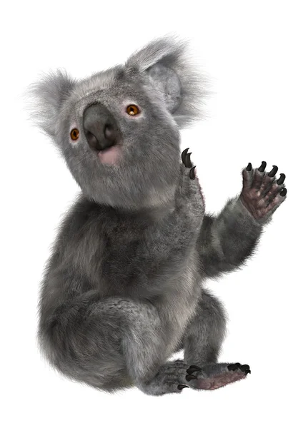 Koala — Stok Foto