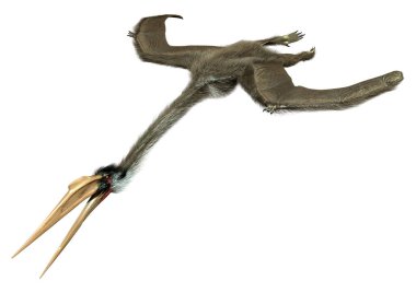 Beyaz arkaplanda izole edilmiş bir dinozor quetzalcoatlus 'unun 3 boyutlu canlandırması