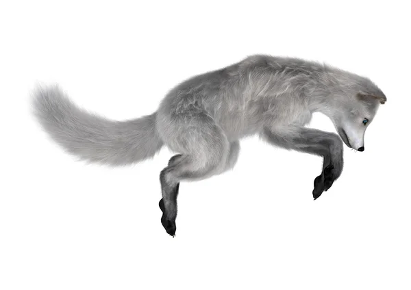 Arctic Fox — Stock Photo, Image