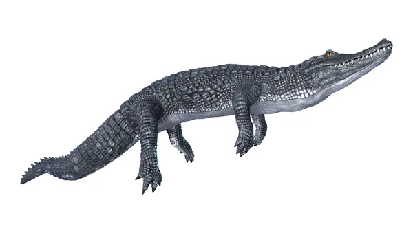 Caiman — Stock Photo, Image