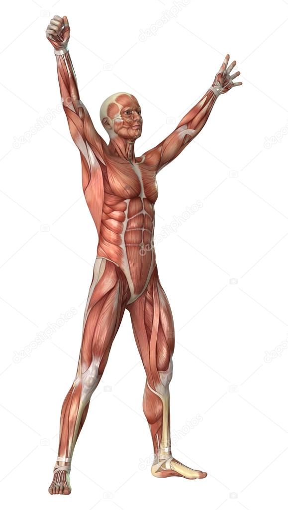 Muscles Map