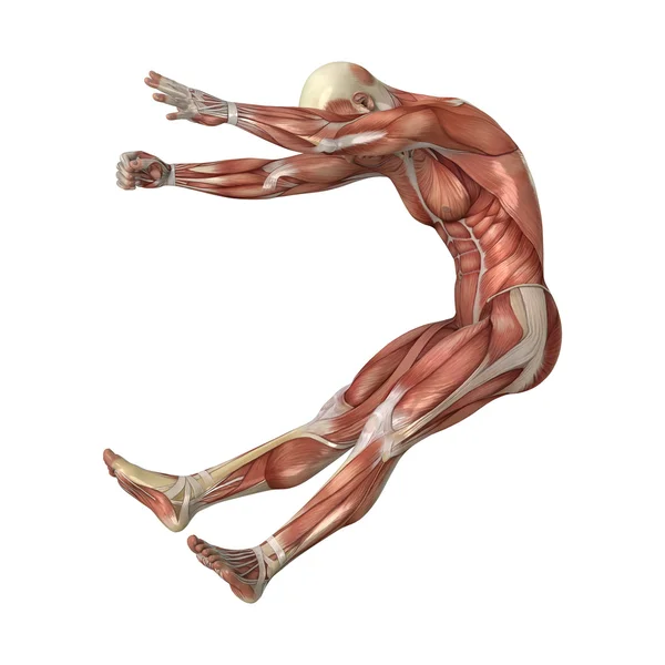Muscles Map — Stock Photo, Image