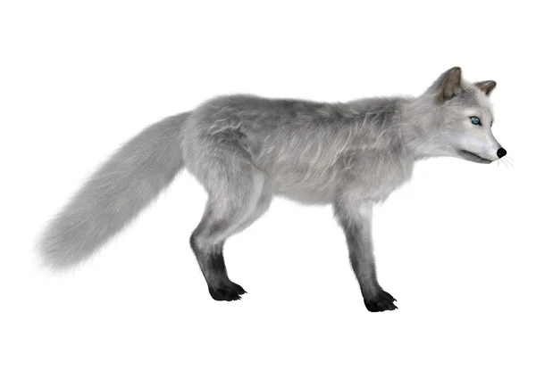 Polarfuchs — Stockfoto