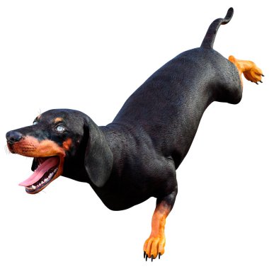 Dachshund, porsuk ya da sosisli sandviçin beyaz arka planda 3 boyutlu görüntülenmesi