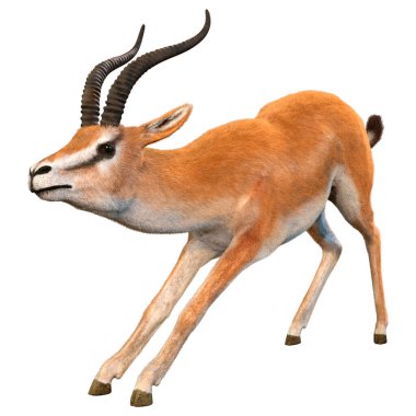 Beyaz arkaplanda 3 boyutlu bir ceylan ya da Nanger granti görüntüsü izole edildi