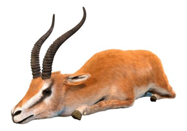 Beyaz arkaplanda 3 boyutlu bir ceylan ya da Nanger granti görüntüsü izole edildi