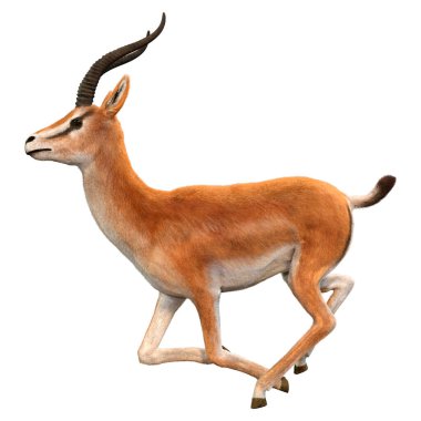 Beyaz arkaplanda 3 boyutlu bir ceylan ya da Nanger granti görüntüsü izole edildi