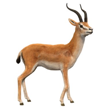 Beyaz arkaplanda 3 boyutlu bir ceylan ya da Nanger granti görüntüsü izole edildi