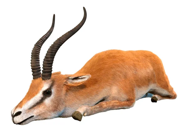 Beyaz arkaplanda 3 boyutlu bir ceylan ya da Nanger granti görüntüsü izole edildi